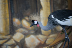 unknown bird jungle island 6085 20oct19
