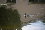 unknown duck miramar 6324 22oct19