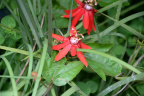 unknown flower vizcaya 6001 19oct19