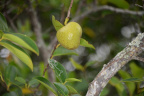 unknown fruit secret woods 5565 18oct19