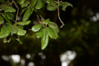 unknown oak long key park 5447 18oct19
