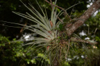unknown plant long key park 5445 18oct19