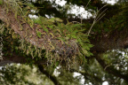 unknown plant long key park 5446 18oct19