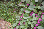 unknown plant long key park 5483 18oct19