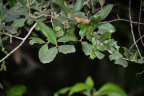 unknown shrub secret woods 5555 18oct19