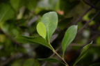 unknown shrub secret woods 5585 18oct19