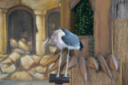 unknown stork jungle island 6078 20oct19