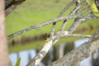 warbler miramar 5375 18oct19