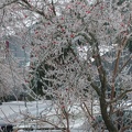 dogwood 9dec13