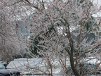 dogwood 9dec13