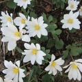 bloodroot 12apr14