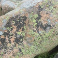lichen granite acadia