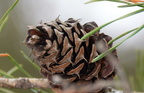 mountain pine pinus pungens great falls 1756 27nov20