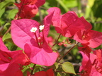 bougainvillea puerto de sol bolinao pangasinan 2037 12apr10