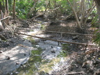 damaged jungle caylabne bay cavite 1186 31mar10