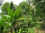 mount makiling 1205 1apr10