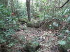 mount makiling 1210 1apr10