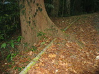 pipe mount makiling 1242 1apr10
