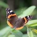 red admiral chicago 3jul15