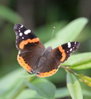 red admiral chicago 3jul15