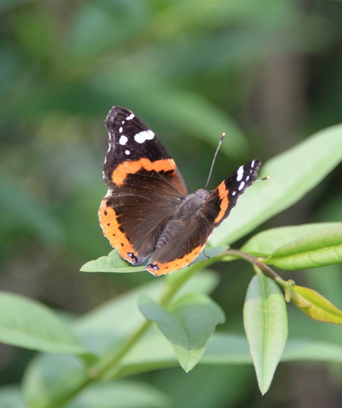 red_admiral_chicago_3jul15b.jpg