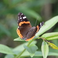 red admiral chicago 3jul15b
