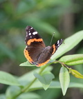 red admiral chicago 3jul15b