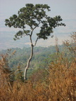 ascent mount arayat pampanga 1481 4apr10