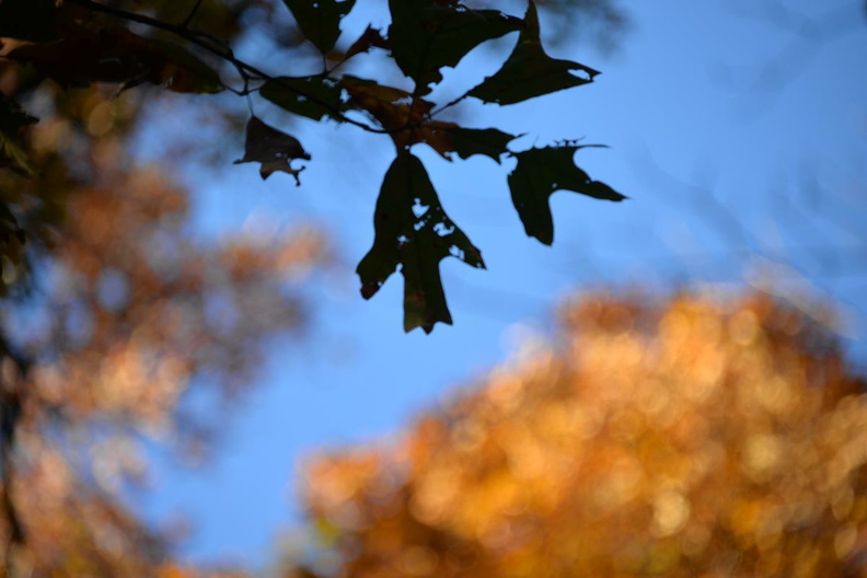 black_jack_oak_6nov16.jpg
