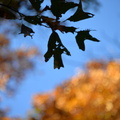black jack oak 6nov16