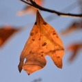 sassafras 6nov16