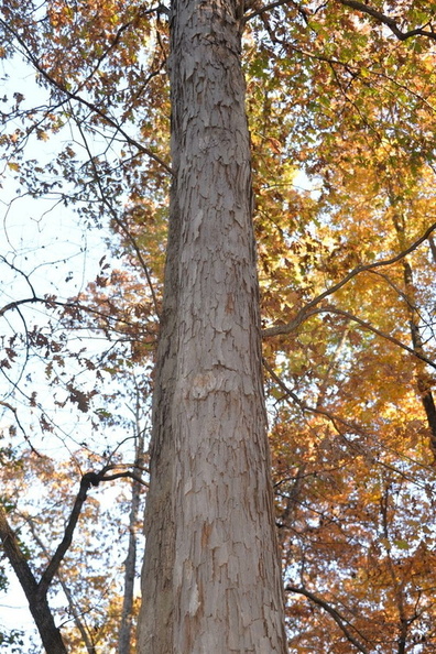 white_oak_6nov16.jpg