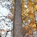 white oak 6nov16