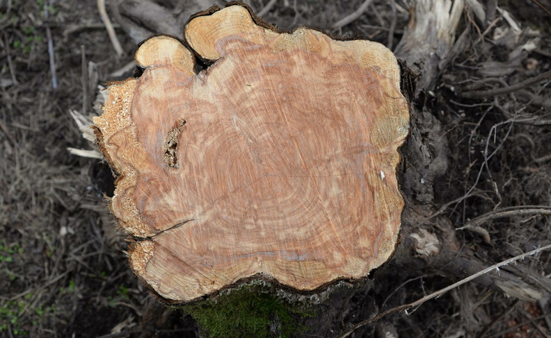 red_cedar_juniperus_virginiana_eleanor_c_lawrence_park_2543_17jan21.jpg