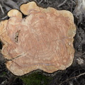 red cedar juniperus virginiana eleanor c lawrence park 2543 17jan21