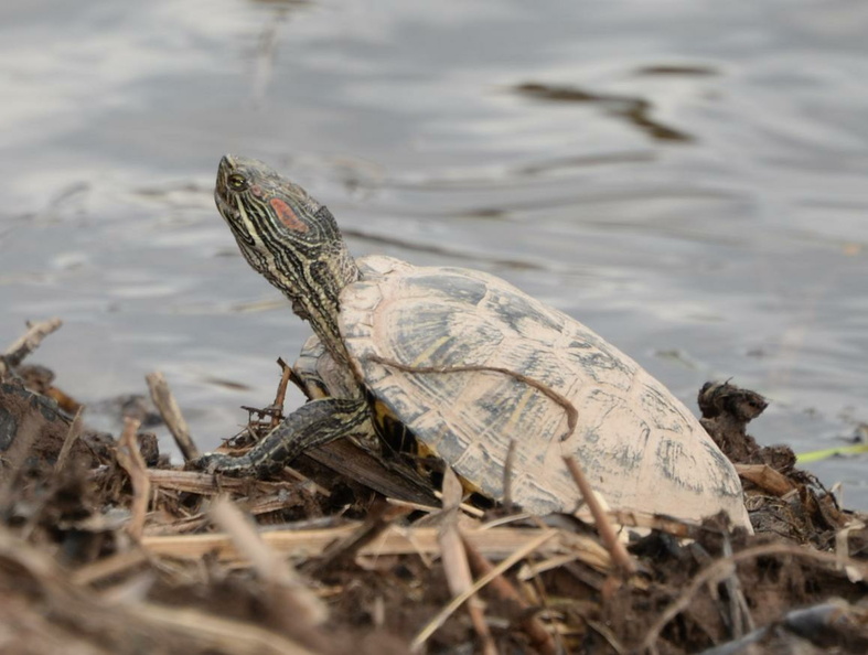 red_eared_slider_turtle_trachemys_scripta_elegans_eleanor_c_lawrence_park_2521_17jan21.jpg