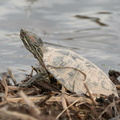 red eared slider turtle trachemys scripta elegans eleanor c lawrence park 2521 17jan21