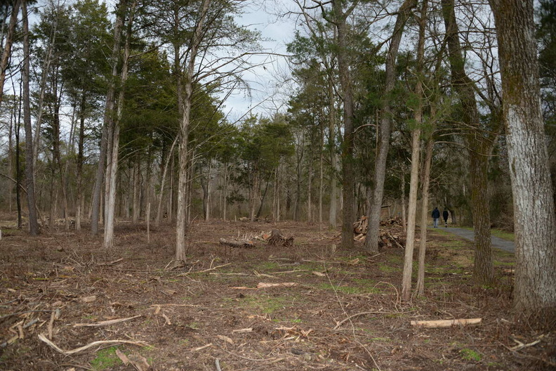 thinning_eleanor_c_lawrence_park_2502_17jan21.jpg