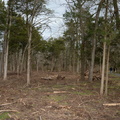 thinning eleanor c lawrence park 2502 17jan21