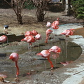 baltimore zoo 004 2 10apr04