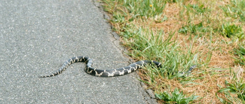 black_rat_snake_elapheo_obsoleta_blackwater_refuge_010_8_13apr02.jpg
