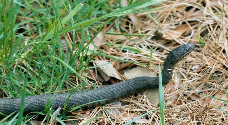 black_rat_snake_elapheo_obsoleta_blackwater_refuge_016_14_13apr02.jpg