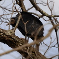 black vulture coragyps atratus banshee reeks nature preserve 2650 27jan21
