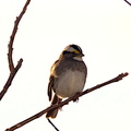 white throated sparrow zonotrichia albicollis banshee reeks nature preserve 2671 27jan21zac