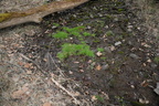 unknown grass spring banshee reeks nature preserve 2613 27jan21
