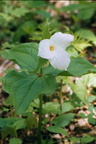 white trilium george thompson 008 7 16may02