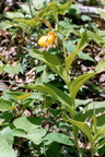 yellow lady slipper george thompson 011 10 16may02