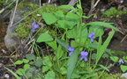 violetflower george thompson 15may15