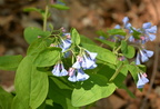 virginia blue bells 18apr15