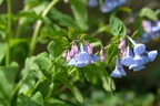virginia blue bells 19apr15